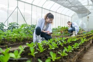 Two food scientists in a greenhouse, inspecting and recording data on plants using a tablet.
