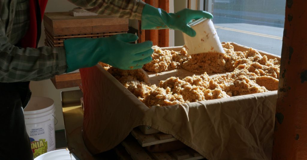 Close up of gloved arms mixing freshly ground apples in preparation for pressing the apples for their juice.