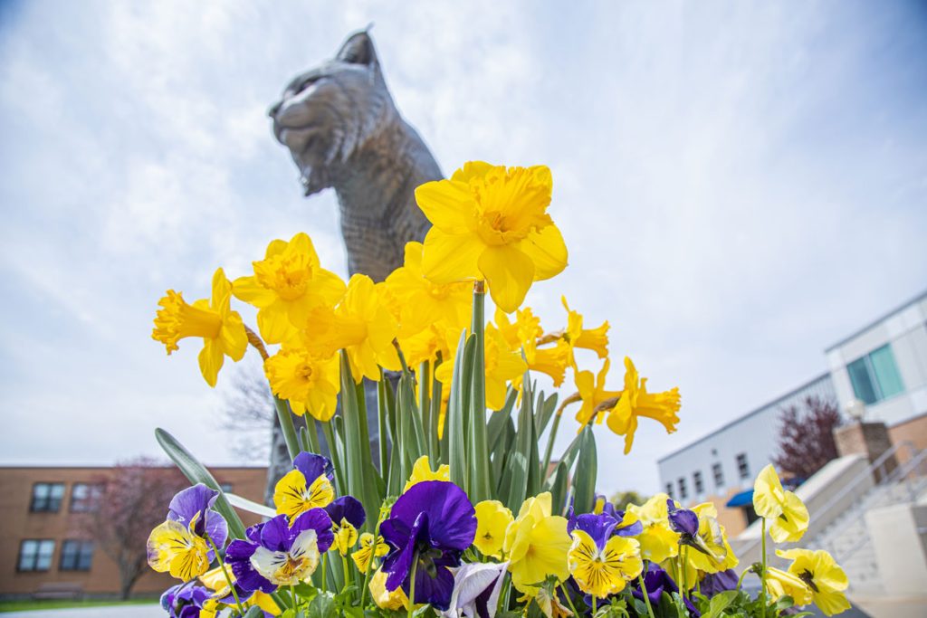 Wildcat mascot statue decorated with spring flowers at Johnson & Wales University in Providence, Rhode Island.